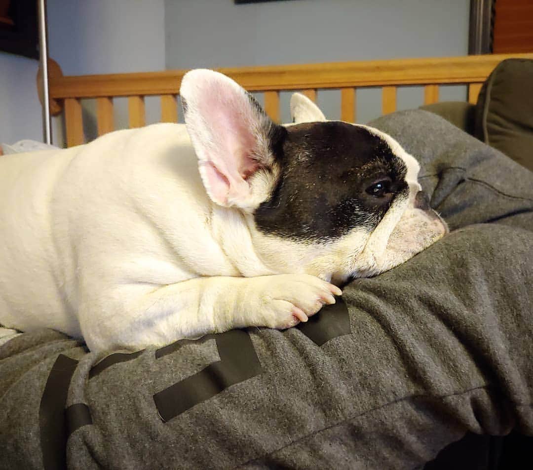 Manny The Frenchieさんのインスタグラム写真 - (Manny The FrenchieInstagram)「Forever spoiled. Legs are the best pillows. 😏」1月18日 12時07分 - manny_the_frenchie