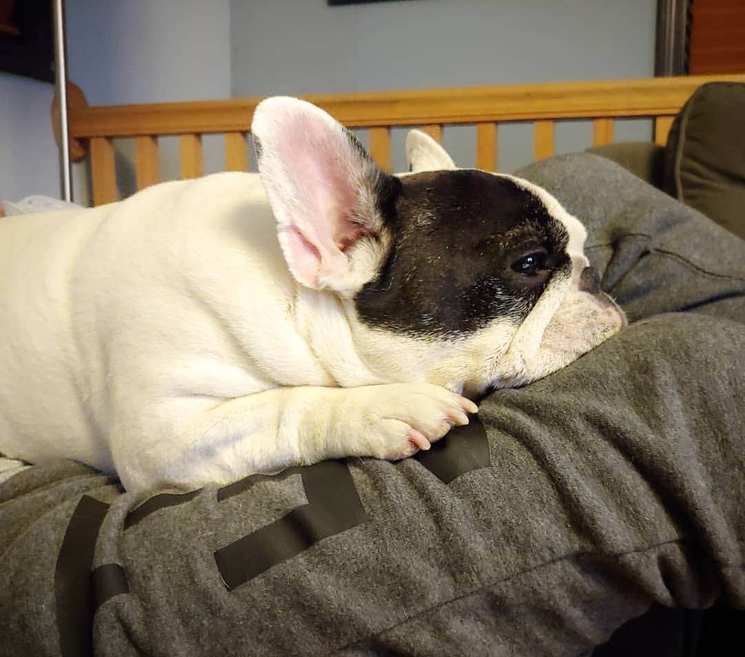 のインスタグラム：「Forever spoiled. Legs are the best pillows. 😏」