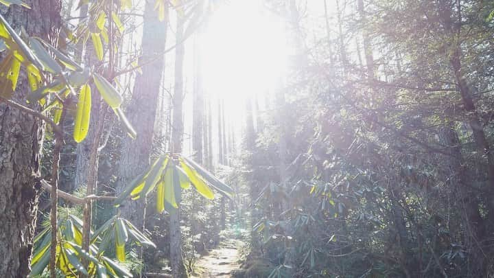 森郁月のインスタグラム：「登山記録🛖☀️﻿ ﻿ 昨年訪れた、﻿ 金峰山・金峰山小屋トレッキングをブログにまとめました〜﻿ ﻿ 登山口、登山ルート情報﻿ 宿泊した金峰山小屋の詳細も﻿ リンク貼りましたので。﻿ 気になる方は﻿ プロフィール欄にはってあるブログから﻿ ご参考下さい(^^♪﻿ ﻿ 二度目の金峰山は﻿ 廻り目平登山口からのコースで。﻿ 今回も快晴でしたヽ(´▽｀)/ﾗｯｷｰ﻿ 何度でも訪れたい山です！﻿ ﻿ #登山記録 #登山ルート #山小屋 #登山口 #奥秩父 #金峰山 #金峰山小屋 #廻り目平 #五丈石 #絶景 #トレッキング #登山 #山登り #ハイキング #シャクナゲ #渓谷歩き #夕景 #富士山 #日本百名山  #木漏れ日 #シャクナゲロード」