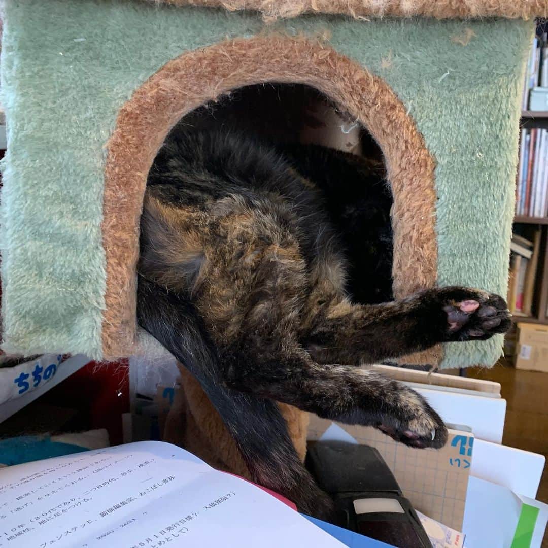 のインスタグラム：「ひーさん、足でとる。 頭もでとる。  #うちの猫ら #hijiki #猫 #ねこ #cat #ネコ #catstagram #ネコ部 http://kachimo.exblog.jp」