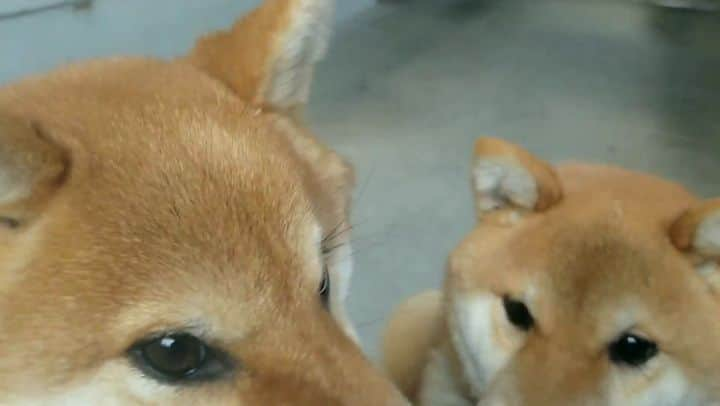 柴犬たま Shibainu Tamaのインスタグラム