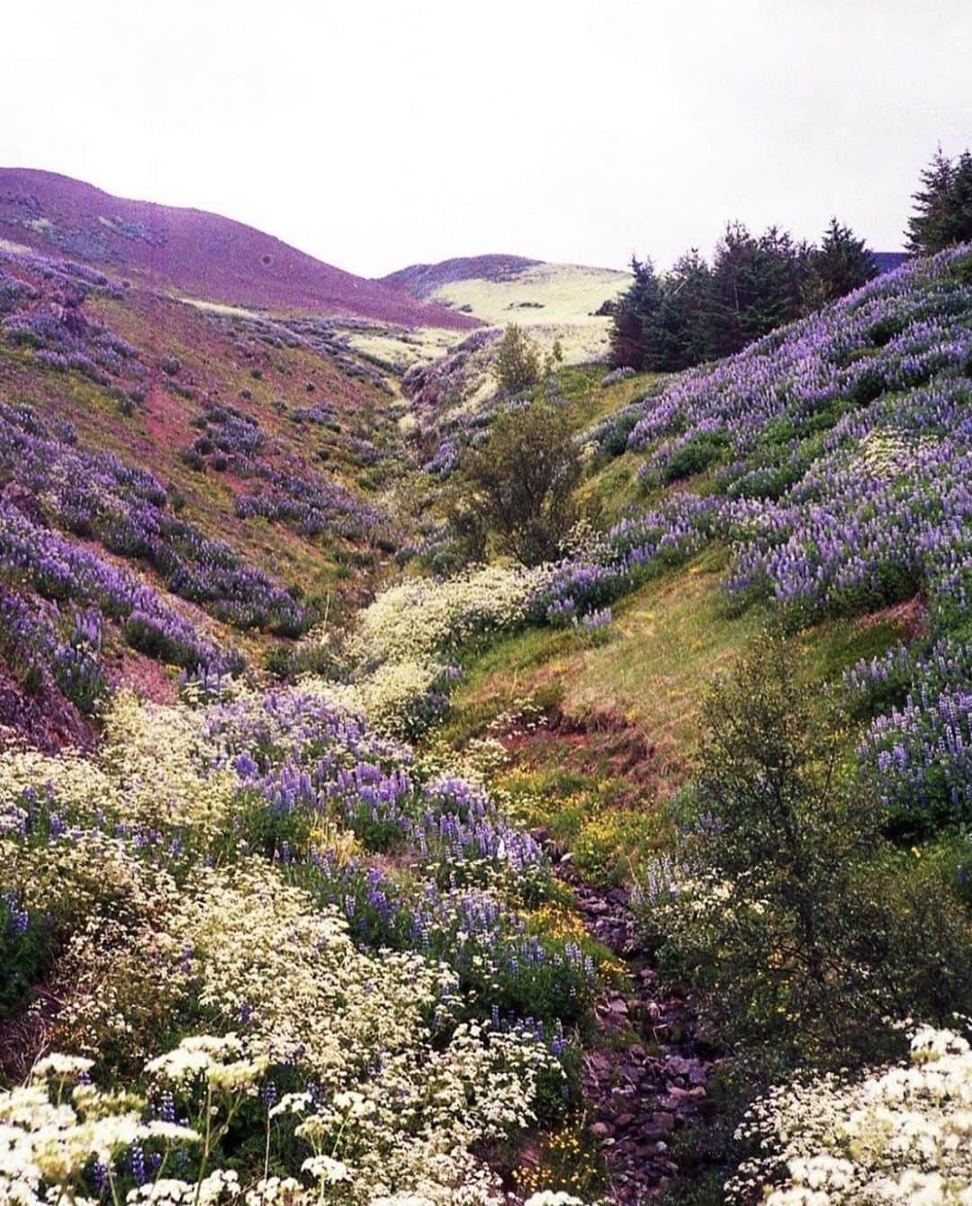 motherdenimのインスタグラム：「Lavender Fields 🌾 captured by @cacioybebe #MotherNature」