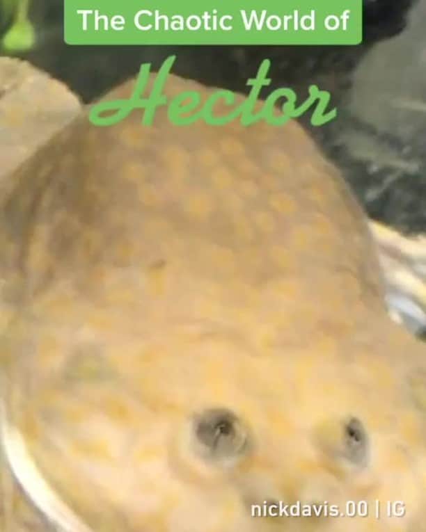のインスタグラム：「funky lil dude⠀ 📹@nickdavis.00⠀ -⠀ #frog #9gag #chaotic」