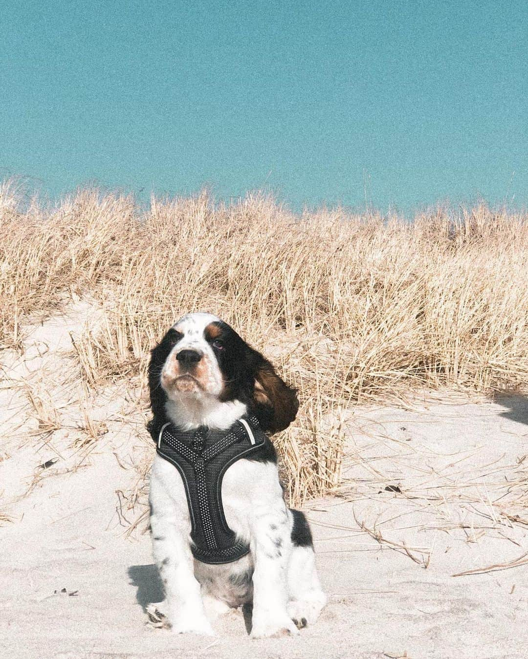 アシュリー・ワグナーさんのインスタグラム写真 - (アシュリー・ワグナーInstagram)「So Ziggy is currently in Nantucket hanging with some friends, I got sent these epic puppy photos today. My child is living a better life than I am currently 🐶」1月18日 4時11分 - ashwagner2010