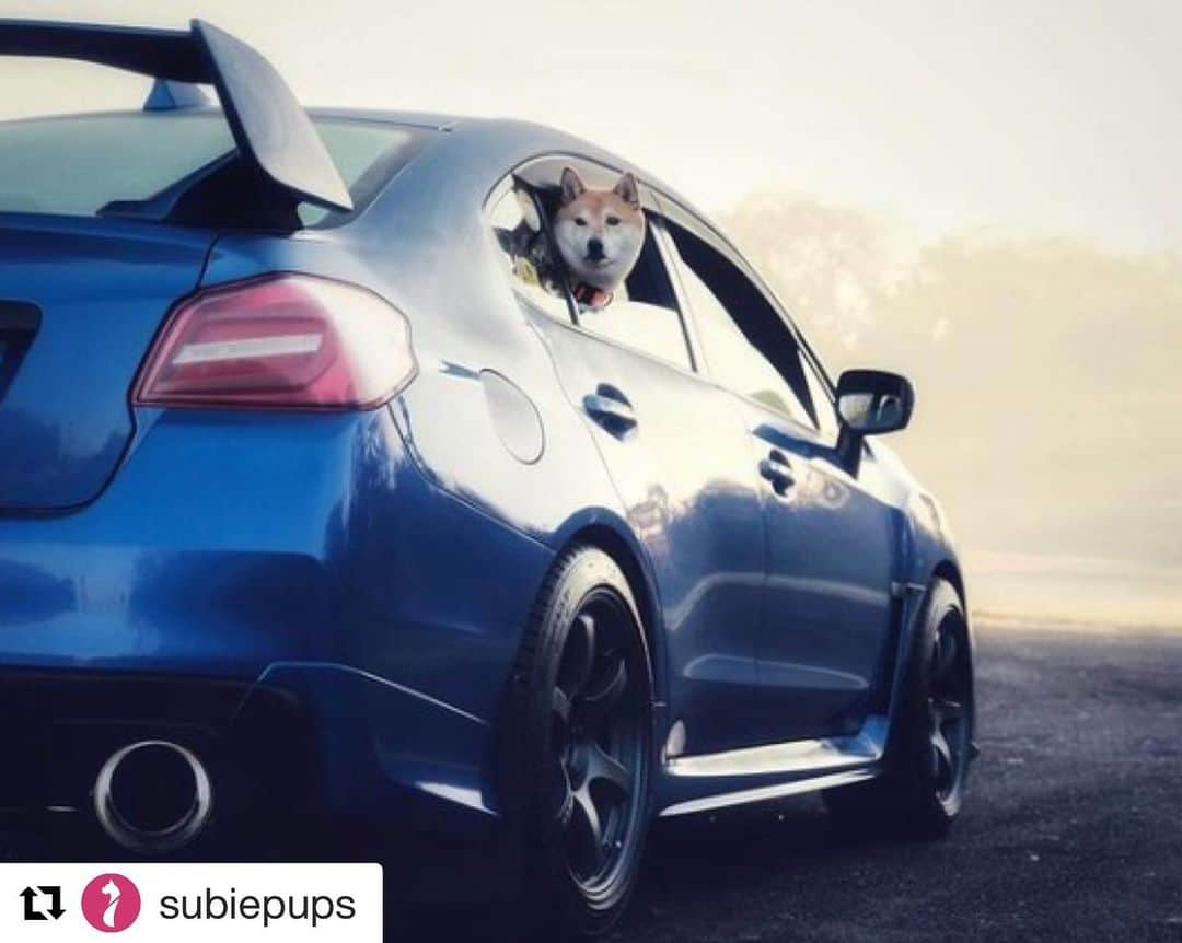 のインスタグラム：「#ShibainuSunday! 🐕 ﻿ ﻿Who loves #shibainus & #subies here?  ﻿ ﻿#Repost via @subiepups ﻿・・・ ﻿A beautiful shot of Katsu. @hai_katsu 😍🚙🐶   ⁣  ﻿」