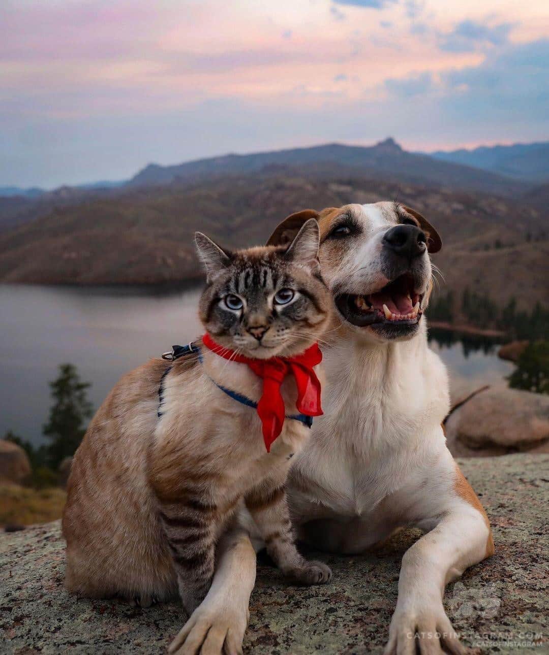 Cats of Instagramさんのインスタグラム写真 - (Cats of InstagramInstagram)「From @henrythecoloradodog: “On a scale of 1-10, how cute are these two? 😍” #catsofinstagram ⁣ ⁣ ———⁣ Tags🏷⁣ #cats #cat #meow #catstagram  #cutepetclub #weeklyfluff #catlovers #catlover #catlife #instacat #meow #kittens #kitten #kitty #catoftheday #memes #meme #memesdaily #rescue #animals #gatos #bestmeow #gato #neko #adoptdontshop #kittensofinstagram #cutecats #lovecats」1月18日 5時00分 - cats_of_instagram
