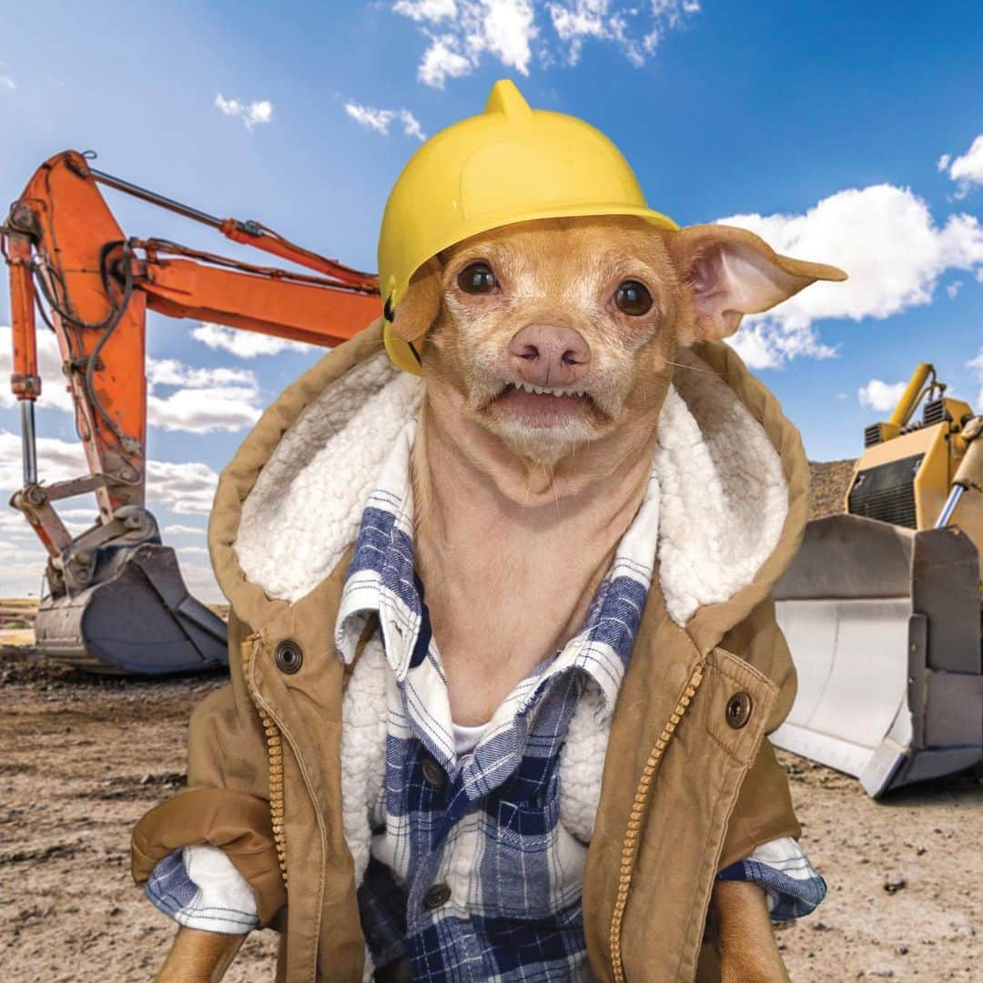 Tuna {breed:chiweenie} さんのインスタグラム写真 - (Tuna {breed:chiweenie} Instagram)「Nothing like a construction worker Tuna or your very own Tuna to bring you some (much needed) joy this year! The 2021 Essential Edition calendars and his plush are back in stock! Limited quantities available for both so go to the link in Tuna’s bio to grab one because once they’re gone, they’re gone! Swipe over & tap on the photos.」1月18日 5時05分 - tunameltsmyheart