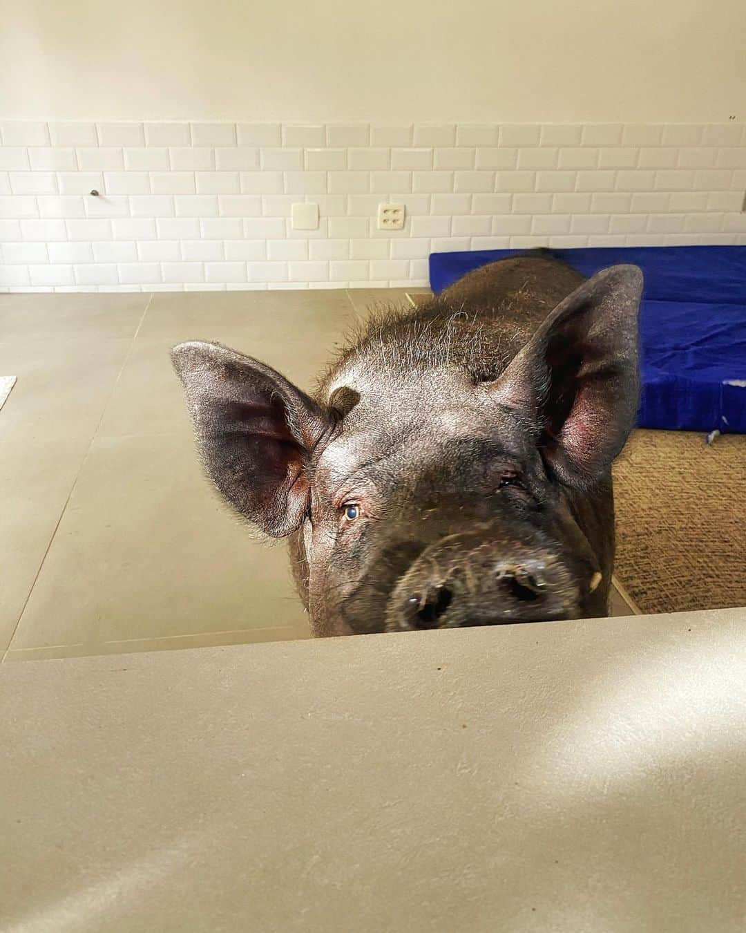 Jamonさんのインスタグラム写真 - (JamonInstagram)「Playing hide and seek with my brother @nerothepig  #sundayfunday it’s a reality  . #jamonthepig #nerothepig #pigaspets #petsnotfood #pig #pigs #pet #petpigs #pet #pets #petstagram #pigsofinstagram #pigstagram #petsofinstagram」1月18日 5時40分 - jamonthepig