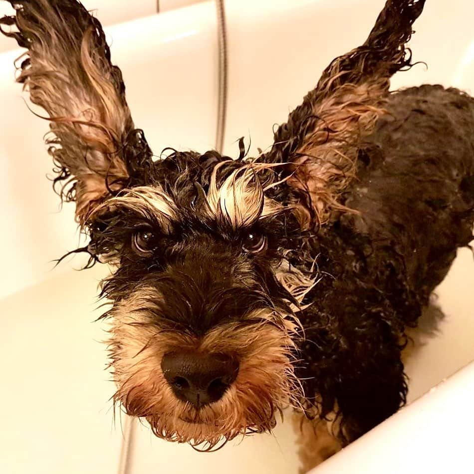 FluffyPackのインスタグラム：「Do You Ear Me?😎 . #bandit #bathtime #weeklyfluff #dogsofinstagram #sverigesroligastedjur #sweden #funny #dogs #pedigree #cockerpoo #agriahund #lol #omg #rixmorronzoo」