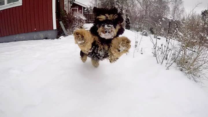 Paw Heartのインスタグラム：「🙌😃 @fluffypack  .  #happy #sunday #dog #cockapoo #dogsofinstagram #hundar #cockerpoo #weeklyfluff #sweden #funny #dogs #fluffypack #omg #lol #aww」