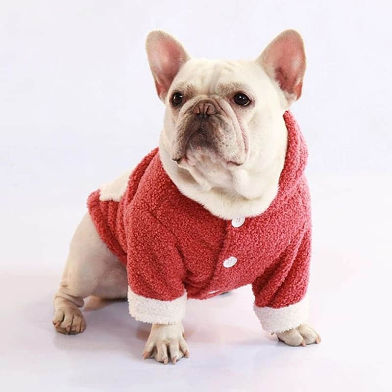 French Bulldogのインスタグラム