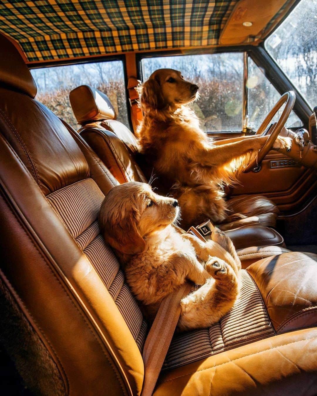 のインスタグラム：「Love going for a spin. By @kjp - #goldenretriever #9gag」