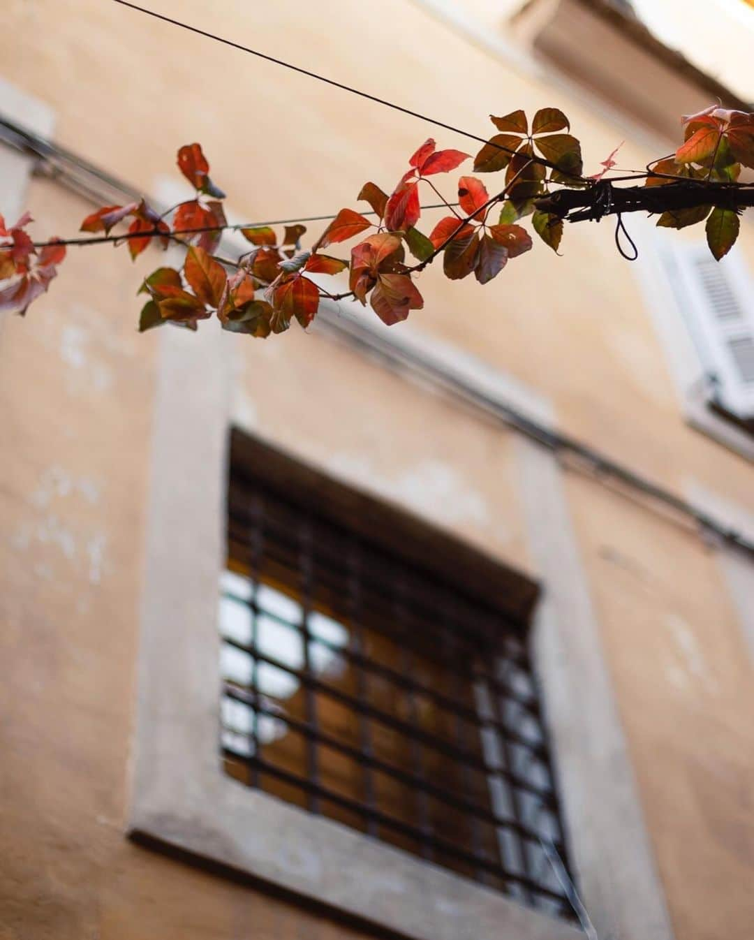 Saghar Setarehさんのインスタグラム写真 - (Saghar SetarehInstagram)「So grateful for the “passeggiata”, aka the walk in a gloriously sun-kissed Rome yesterday. January had been all wet and chilly and the chance to catch up with friends in a hiccuping lockdown had been less than slim. So we took our chances on the only properly sunny day in the name of a client shoot and made a day of it. Lucky we did, because along with the clouds, came also the strict lockdown. We’re in the orange zone in Lazio, and I don’t know anymore how many lockdowns we’ve been through so far, and although I’m very grateful that my (new) routine is not touched by it all,  I don’t know how much more we can endure of this. So far in Lazio we had been lucky, always in the less strict yellow zone until today. So here are a couple of sunny snaps from a sunny winter day in the eternal city for a bit of escapism from your couch.  On the #LabNoonCookbook front, gosh I do wish libraries were open (and safe). Libraries (not even co-working spaces) had been my salvation for all long projects, since the times of university administration exam in Iran, all the thesis projects in university and the academy, and writing the proposal for this book. So I seek focus in pomodoro apps and weekly emails that help me “flex my writing muscle”, as they put it.   I have already started to drift away from super organized initial plans and have done crazy things like coring and baking apples at half past midnight, or waking up at 5 am to take notes on my phone about something I remembered in my sleep to write about. But it’s also wonderful (if it didn’t sound so before), so far I have received not one, but TWO ancient cookbooks that I couldn’t get my hands on, through friends who have scanned/photographed ALL THE PAGES for me from distant parts of the world. I cannot wait to be able to share more with you about the book, but for now I’ve got recipes to test and many things to write.   P.S. I have also bought a red pen, something I didn’t have in high school, because there’s something about editing notes with red pens that can’t be done with anything else.  #FlavorsAndEncounters」1月18日 7時08分 - labnoon