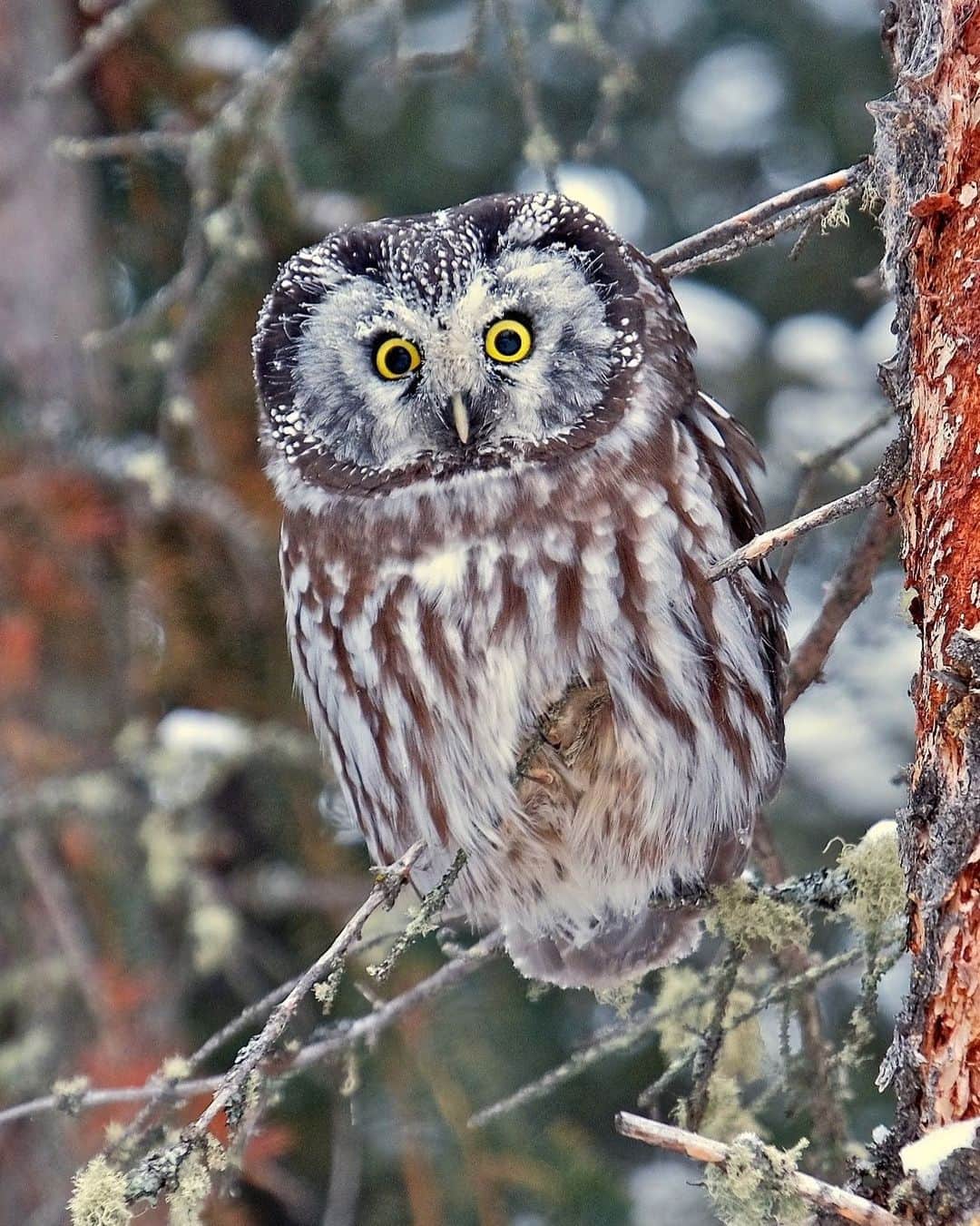 アメリカ自然史博物館のインスタグラム：「Hoo is this? Meet the Boreal Owl (Aegolius funereus)! This small nocturnal bird has asymmetrical ear openings: the right ear is much higher than the left! A sound coming from the ground will arrive at each ear at a slightly different time and intensity. By comparing the sound in each ear, the owl can pinpoint the location of small rodents such as voles—even when it’s too dark to see.🦉  Photo: MikoFox ⌘ Photography, CC BY-NC-SA 2.0, flickr」