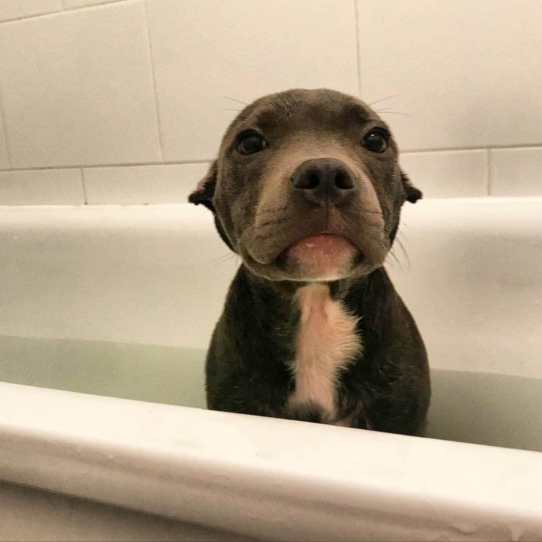 Pit Bull - Fansのインスタグラム：「🛁 - @frank_the_absolute_tank」