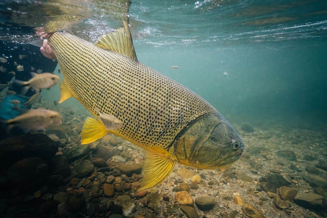Costa Sunglassesのインスタグラム：「Bolivian bull. 📷: @ngkelley #SeeWhatsOutThere #BornOnTheWater」