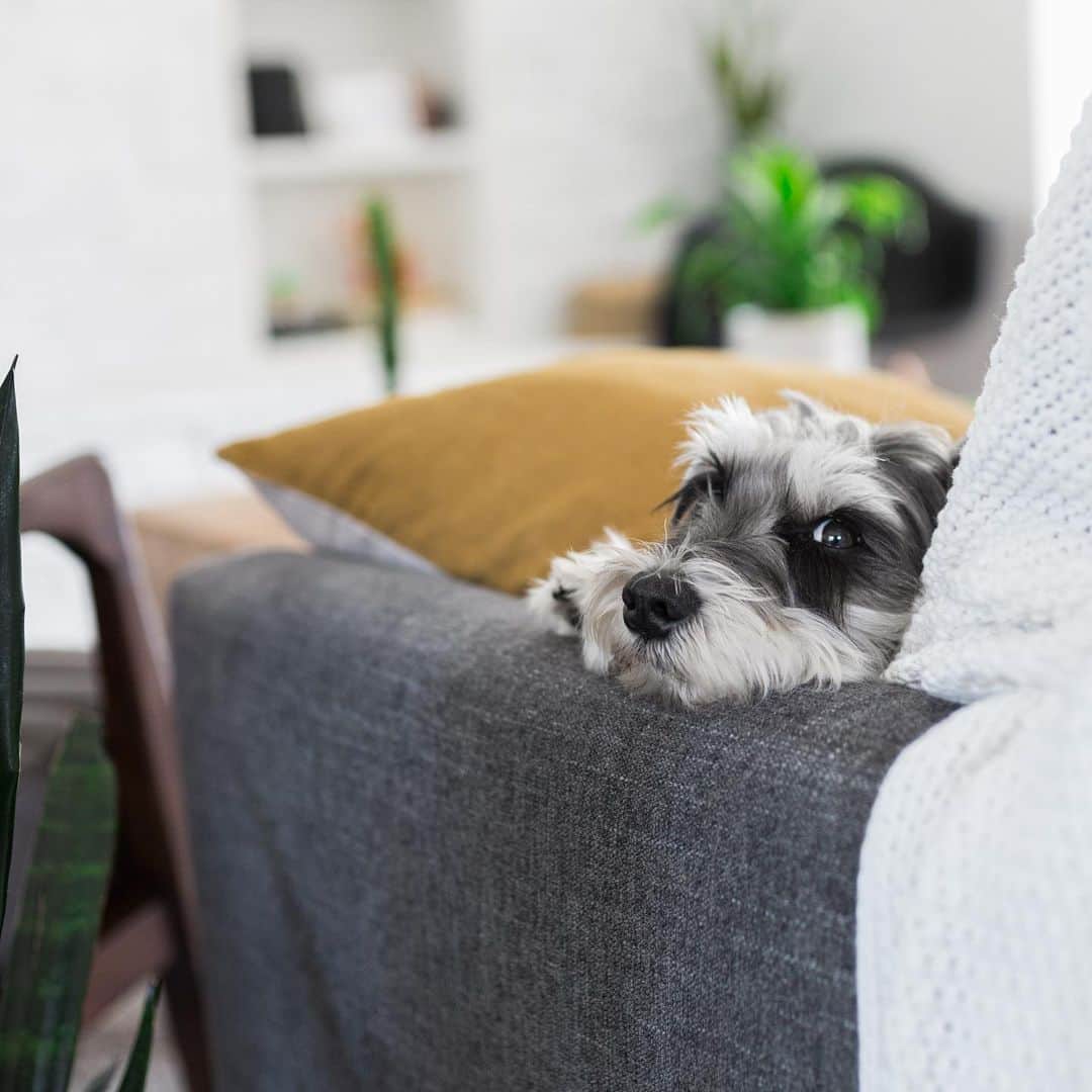 のインスタグラム：「🛋 🥔」