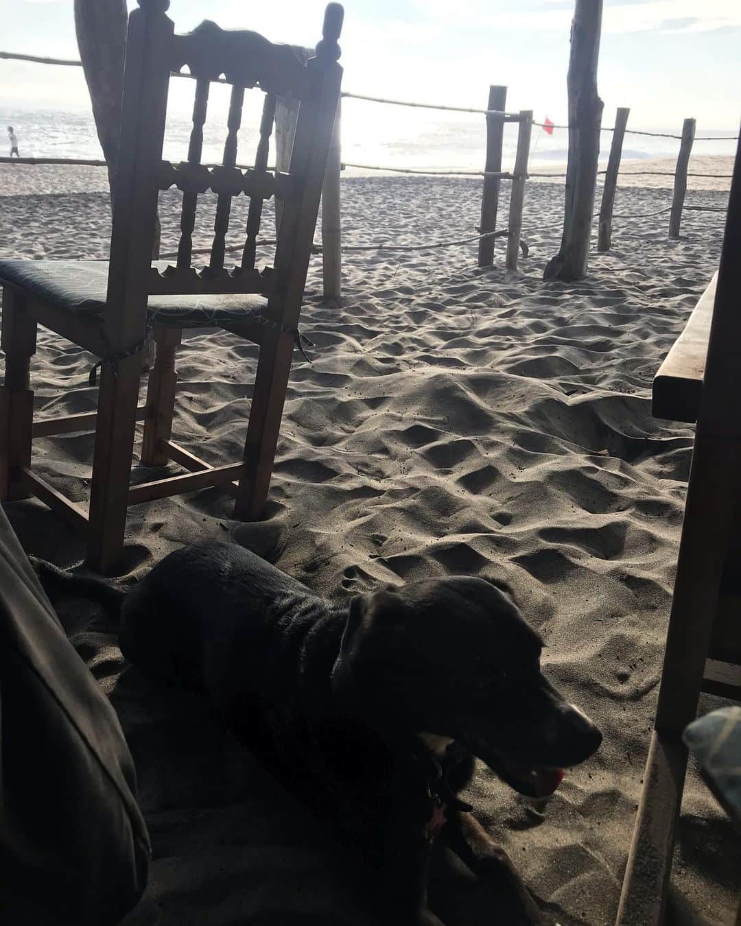 トームさんのインスタグラム写真 - (トームInstagram)「New Sunday protocol: #Paella #Kombucha #Flan strawberry chilli ice blocks babies and dogs in paradise aka #elchiringuito on the black sand beach #playamermejita #puntacomete #mazunte #oaxaca  . PS despite promises the paella inevitably always takes at least 4 hours . PPS the soundtrack is #JoeCocker #BobMarley and #TheDoors」1月18日 7時54分 - tomenyc