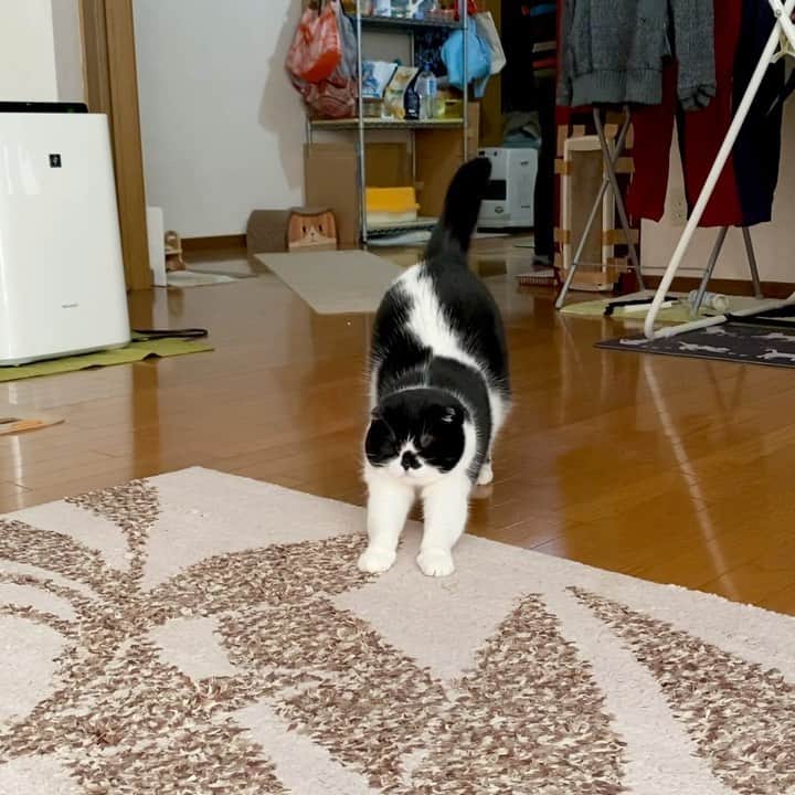 tiaichimaのインスタグラム：「Good morning!! 🌤おはムーギー‼︎  週末、ムーギーのワクチン接種へ行ってきた。 去年より、体重が1kg増えているって、獣医さんが驚いてた。  猫の体重1kgは、人間に換算すると、品種にもよるが、15〜18kg相当らしい。  ムーギーは、よく食べるというより、あまり動かない猫なんだなー💦  #飼い主と同じ  #牛柄組鼻まわり汚れ隊 #ムチムチッコ #ムーギー#MuuGieeboy#cat#neko#ねこ#neko#ネコ#スコティッシュフォールド#ScottishFold#まんじゅう部」