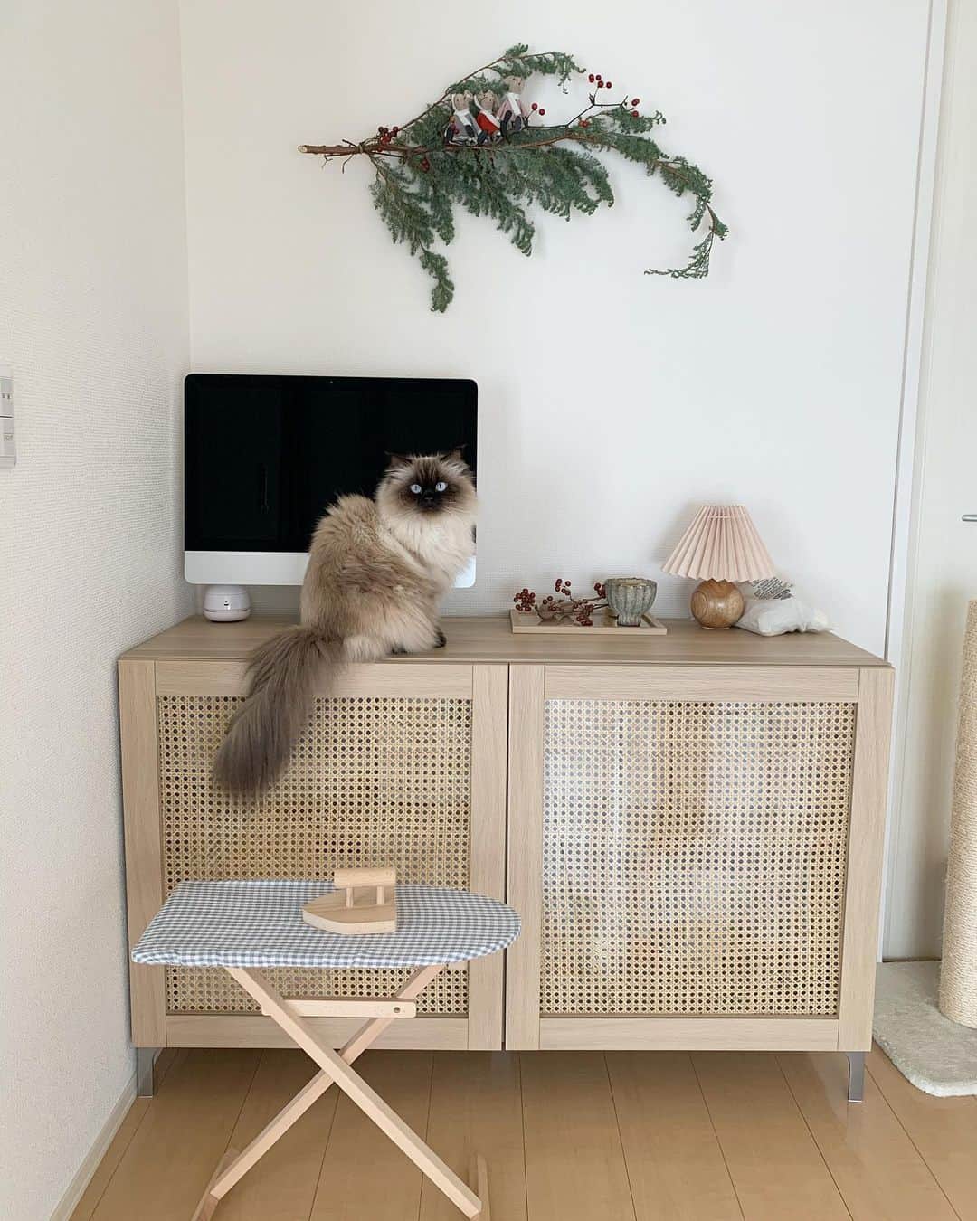 plumeさんのインスタグラム写真 - (plumeInstagram)「棚が増えるとプリュムが喜ぶ🥰🪜  . . . . #プリュムのいる生活 #猫のいる暮らし  #ヒマラヤン  #赤ちゃんと猫  #もふもふ#ヒマラニャンズ  #猫  #ねこ  #ペコねこ部#インテリア#雑貨#家具#韓国インテリア#木のおもちゃ#ラタン#인테리어 #zarahome#Apple#diy#IKEA#fluffycat#癒し#🐈 #고양이  #ilovecats  #himalayancat  #catsofinstagram  #catloversclub  #bestmeow#weeklyfluff」1月18日 8時24分 - plumestagram
