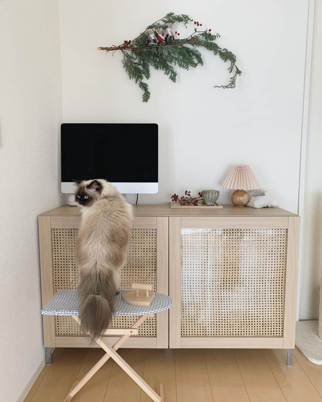 のインスタグラム：「棚が増えるとプリュムが喜ぶ🥰🪜  . . . . #プリュムのいる生活 #猫のいる暮らし  #ヒマラヤン  #赤ちゃんと猫  #もふもふ#ヒマラニャンズ  #猫  #ねこ  #ペコねこ部#インテリア#雑貨#家具#韓国インテリア#木のおもちゃ#ラタン#인테리어 #zarahome#Apple#diy#IKEA#fluffycat#癒し#🐈 #고양이  #ilovecats  #himalayancat  #catsofinstagram  #catloversclub  #bestmeow#weeklyfluff」