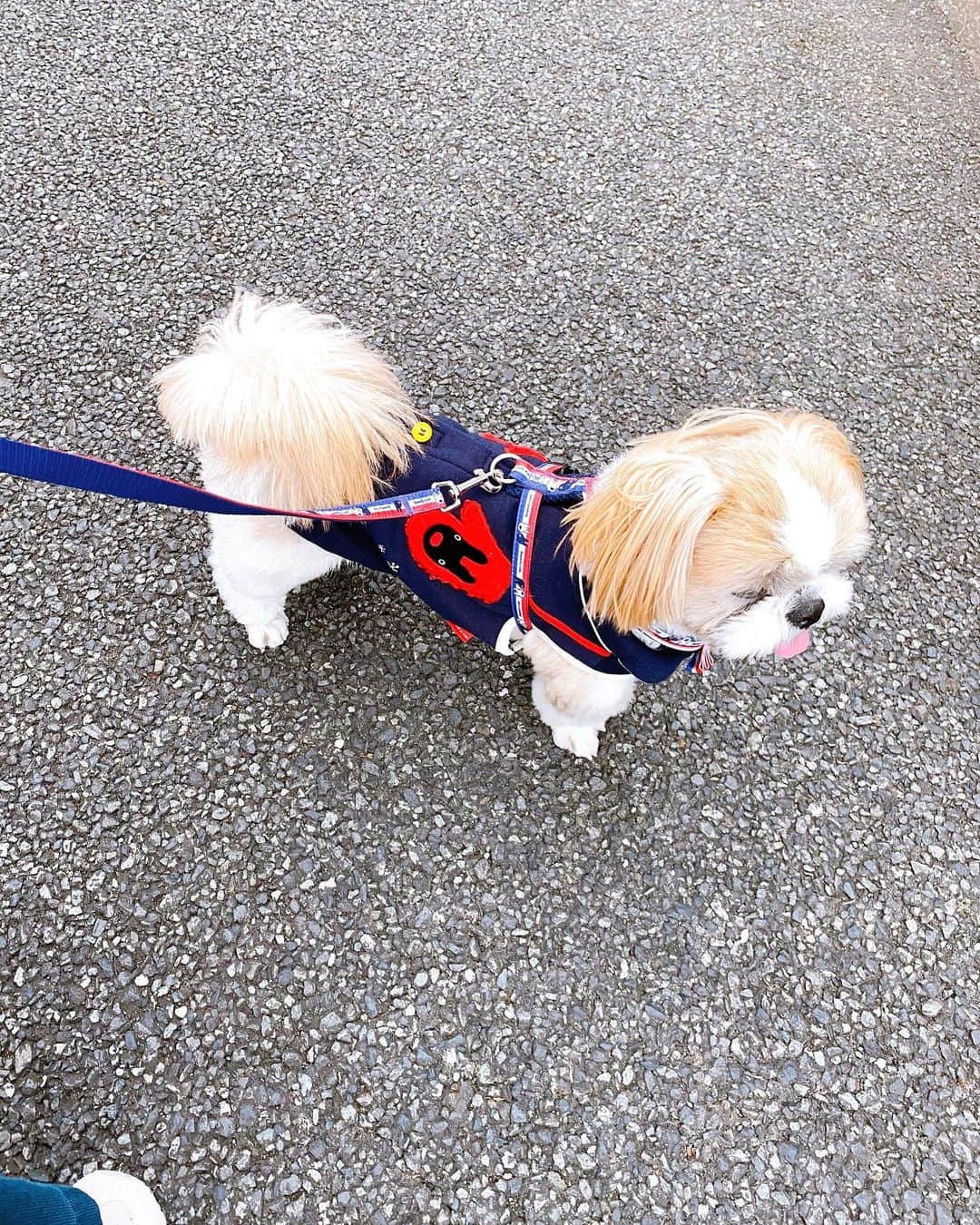倉田雅世のインスタグラム：「おはようございます。 月曜日。 今日からまた新しい工夫がはじまります。 みんなで会えなくても、届ける気持ちを大切に。 わんこは、リサガスのお洋服を着ていますが、どんな時も平常運転です。 #いぬすたぐらむ #いぬのいる暮らし」