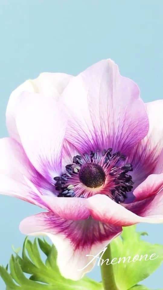 のインスタグラム：「「Wind Flower（風の花）」という別名を持つ #アネモネ 。 初春のおだやかな風が吹く頃に花を咲かせるためだそうです。  春の暖かい風に喜んで踊っているような、そんなアネモネの開花動画をお届けします。  #開花動画 #timelapse #anemone #aoyamaflowermarket #青山フラワーマーケット #花 #花のある暮らし #花のある日常 #インテリア #livingwithflowerseveryday」
