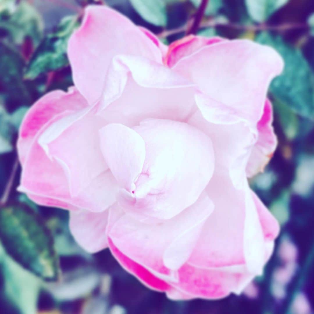 中野敬久さんのインスタグラム写真 - (中野敬久Instagram)「#flower #flowersoflife #pink #hope #monday」1月18日 9時11分 - hirohisanakano
