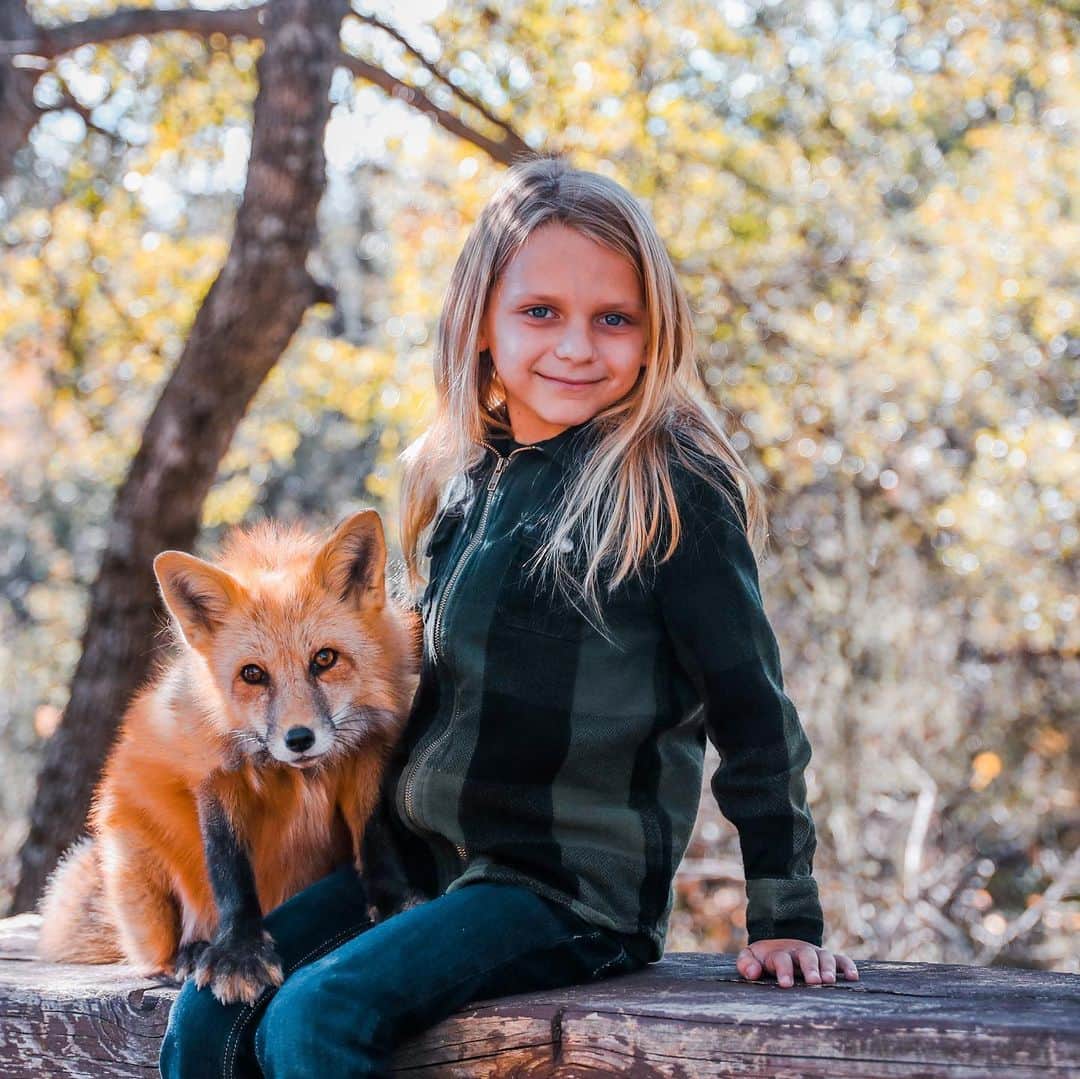 Rylaiさんのインスタグラム写真 - (RylaiInstagram)「Sundays should be full of love and laughter!!  . This little boy was so full of life and super cuteness!  And on cue, Viktor played right along... while Maksa stayed her sweetness self!  . Mini Photoshoots: 🦊🐺📸 We have just a couple spots left on Jan 24th for our mini Photoshoots with @anabeldflux - you can book directly on our website!  Next one won’t be until May!  . We also have the perf Valentine’s gift for your fox and wolf loving Valentine- cookies by @_.stephssweets._ - pair the Photoshoot and the cookies!!  . Photographer: 📸 @anabeldflux  . . #photoshoots #photography #photooftheday #animals #animal #animallovers #animalsofinstagram #conservation #animalwelfare #furfree #foxes #foxy #redfox #maksa #viktor #foxesofig #foxesofinstagram #furfree #saynotofur #valentines」1月18日 9時16分 - jabcecc