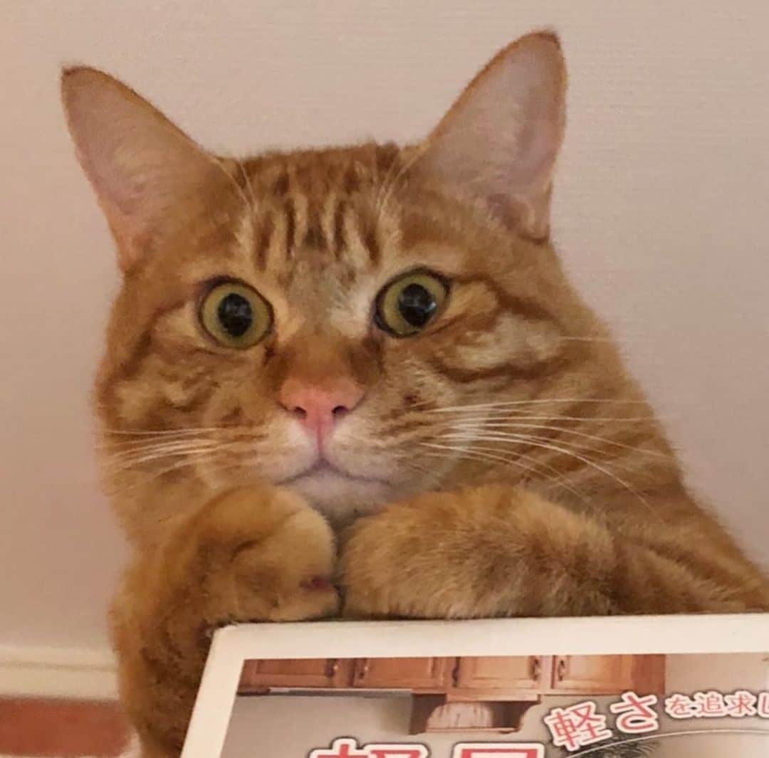 佐野優子さんのインスタグラム写真 - (佐野優子Instagram)「. 高いところ好きだね〜🐾 . . おくつろぎ中₍˄ุ.͡˳̫.˄ุ₎ฅ . #ちゃとら  #ちゃとら男子部  #ムギ」1月18日 9時27分 - yuko12345