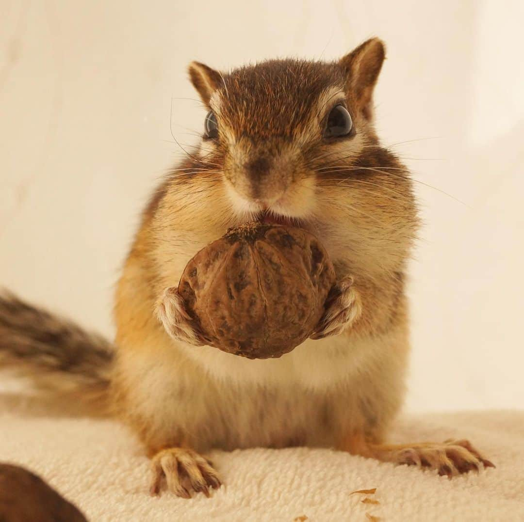 ビッケ & トッドさんのインスタグラム写真 - (ビッケ & トッドInstagram)「#Tod Can I have some more?  おかわり下さいな♪  #chipmunk #シマリス #リス」1月18日 9時49分 - bikke_the_chip