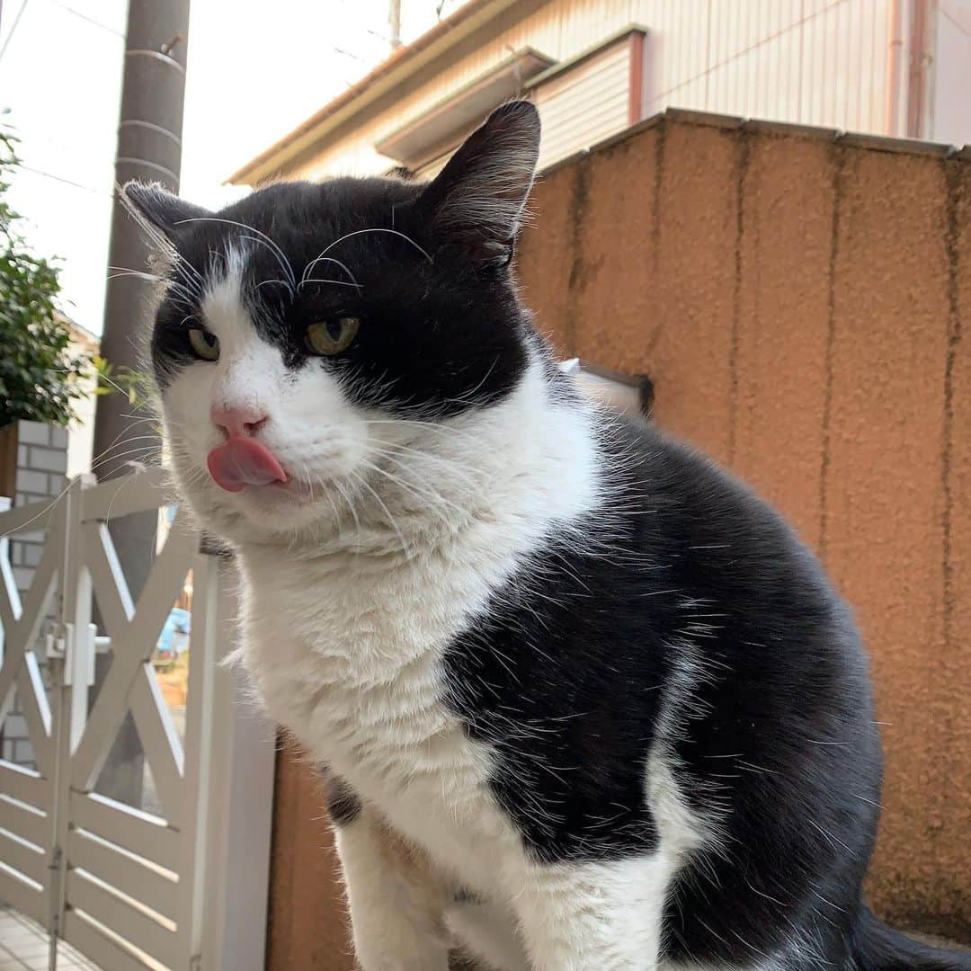 Kachimo Yoshimatsuさんのインスタグラム写真 - (Kachimo YoshimatsuInstagram)「おはようイカスミ！ Good Morning Ikasumi! やはりどこかで美味しいご飯をもらってる様で、うちではちゅーる(抗生剤入り)しか食べなくなりました。 #うちの猫ら #ikasumi #猫 #ねこ #cat #ネコ #catstagram #ネコ部 http://kachimo.exblog.jp」1月18日 9時54分 - kachimo