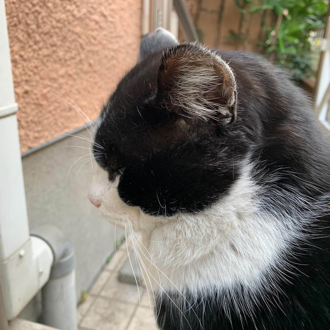 のインスタグラム：「おはようイカスミ！ Good Morning Ikasumi! やはりどこかで美味しいご飯をもらってる様で、うちではちゅーる(抗生剤入り)しか食べなくなりました。 #うちの猫ら #ikasumi #猫 #ねこ #cat #ネコ #catstagram #ネコ部 http://kachimo.exblog.jp」