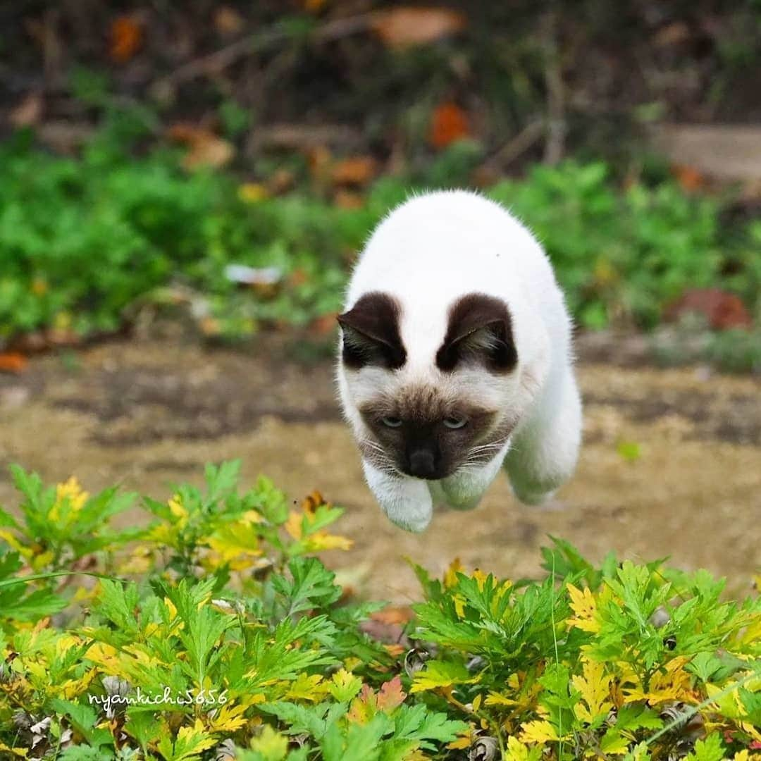 NEKOくらぶさんのインスタグラム写真 - (NEKOくらぶInstagram)「たっぬー！⠀ @nyankichi5656 さんの作品ですにゃ（＝ΦωΦ＝）⠀ *⠀ いいね！＆コメント大歓迎！！⠀ *⠀ #nekoclub #NEKOくらぶ #Japan #Photo #写真 #日本 #cat #ネコ #ねこ #猫 ⠀ Follow: @nekoclub_jpn⠀ *⠀ ▼【廣済堂出版共同企画】NEKOくらぶの皆さまとつくる「NEKOくらぶ写真集」、発売中♪（＝ΦωΦ＝）⠀ ※詳細は本アカウント「 @nekoclub_jpn 」のプロフィールに固定しているハイライトから⠀ *⠀ ※皆様、政府、自治体など公的機関の指示に従った行動をお願いします。⠀ 東京カメラ部および分室では、写真を「見る楽しみ」を提供することを通して、微力ながら皆様にわずかな時間でも癒しをお届けしたいと思っております。⠀ ※本アカウントは東京カメラ部がFacebook、Instagramのサービスを利用して運営しているもので、Facebook社・Instagramとは一切関係ありません。」1月18日 10時00分 - nekoclub_jpn