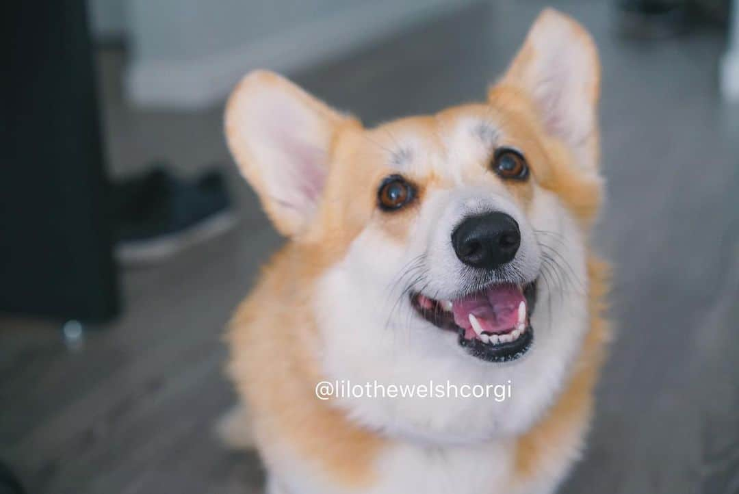 Liloさんのインスタグラム写真 - (LiloInstagram)「Just trying to smile through the tough times... always! Hopefully my smile is contagious woof😁」1月18日 10時14分 - lilothewelshcorgi