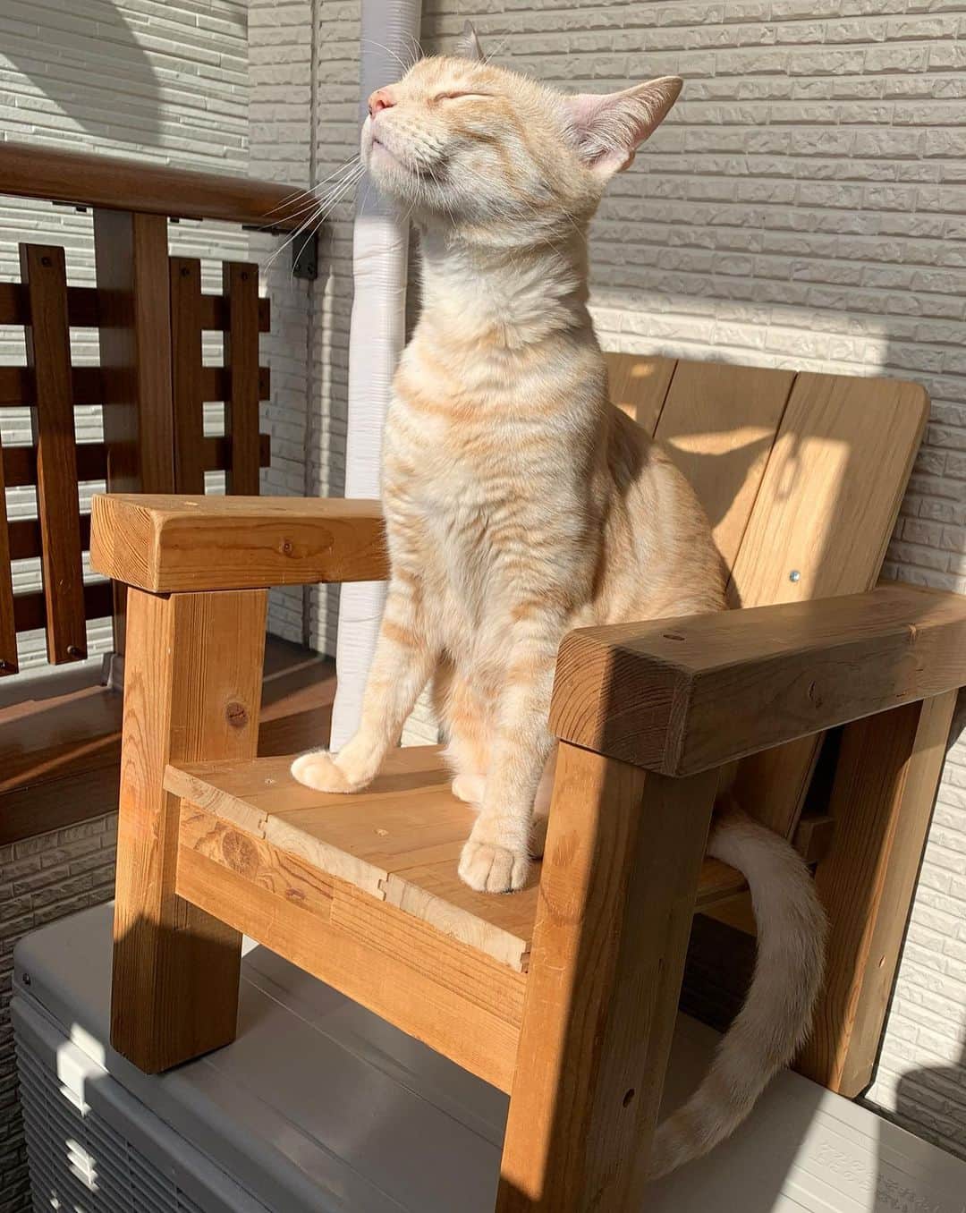葛巻佳那さんのインスタグラム写真 - (葛巻佳那Instagram)「全身で朝の太陽を浴びよう🌞 肩幅に足を開いて深呼吸〜🍃 気持ちよくて少しベロが出ちゃってるね👅（←2枚目） #猫の日光浴#😻#きなこ」1月18日 10時19分 - kana.kuzumaki