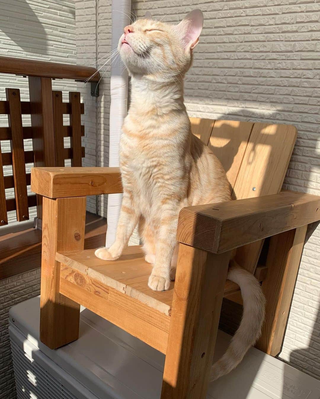 葛巻佳那さんのインスタグラム写真 - (葛巻佳那Instagram)「全身で朝の太陽を浴びよう🌞 肩幅に足を開いて深呼吸〜🍃 気持ちよくて少しベロが出ちゃってるね👅（←2枚目） #猫の日光浴#😻#きなこ」1月18日 10時19分 - kana.kuzumaki