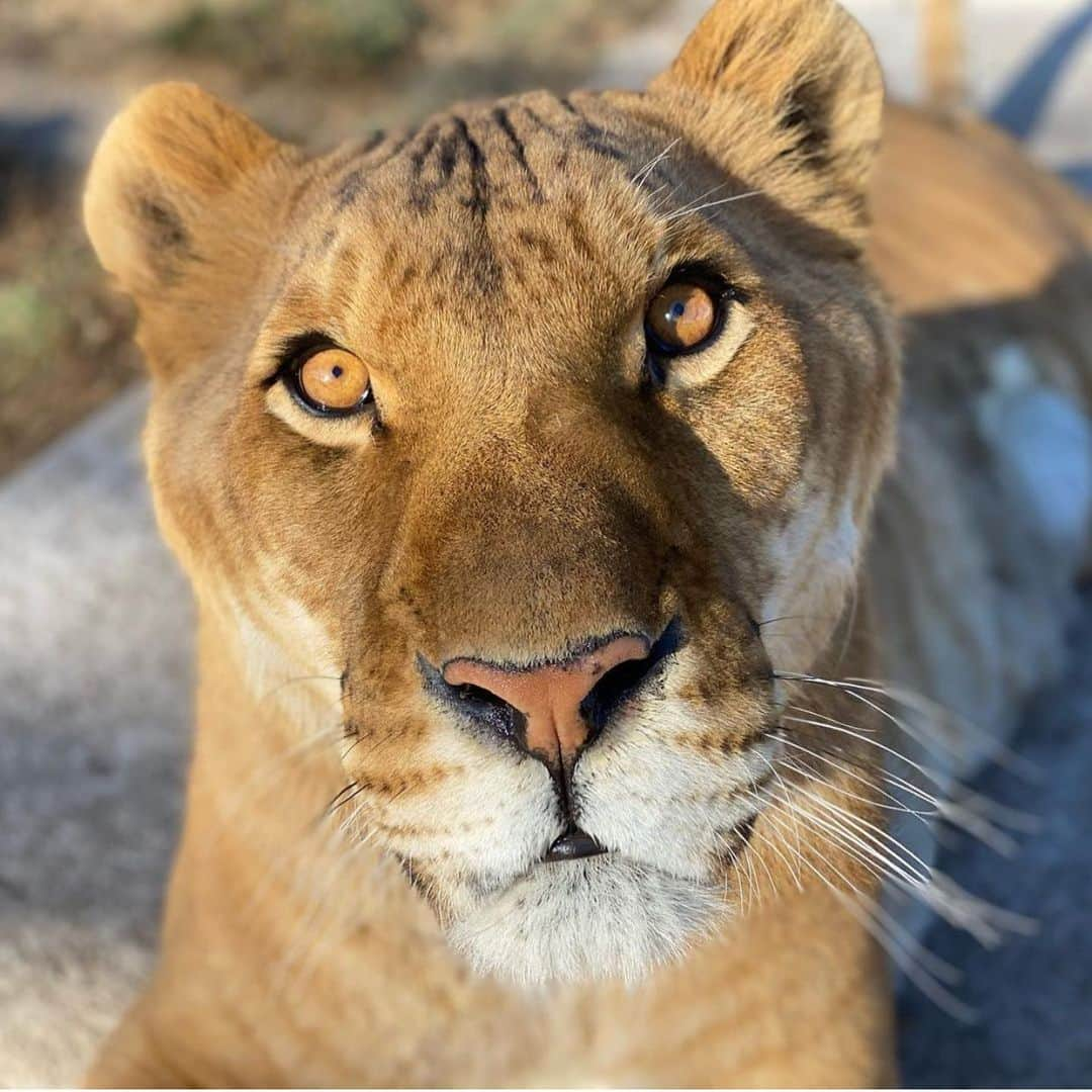 Black Jaguar-White Tiger さんのインスタグラム写真 - (Black Jaguar-White Tiger Instagram)「Ibiza in this pic looks way more like a Lioness than like a Tigress. While I don’t approve the breeding of Lions with Tigers, I have to accept that the result is gorgeous :) #IbizaBJWT #Liger」1月18日 10時30分 - blackjaguarwhitetiger