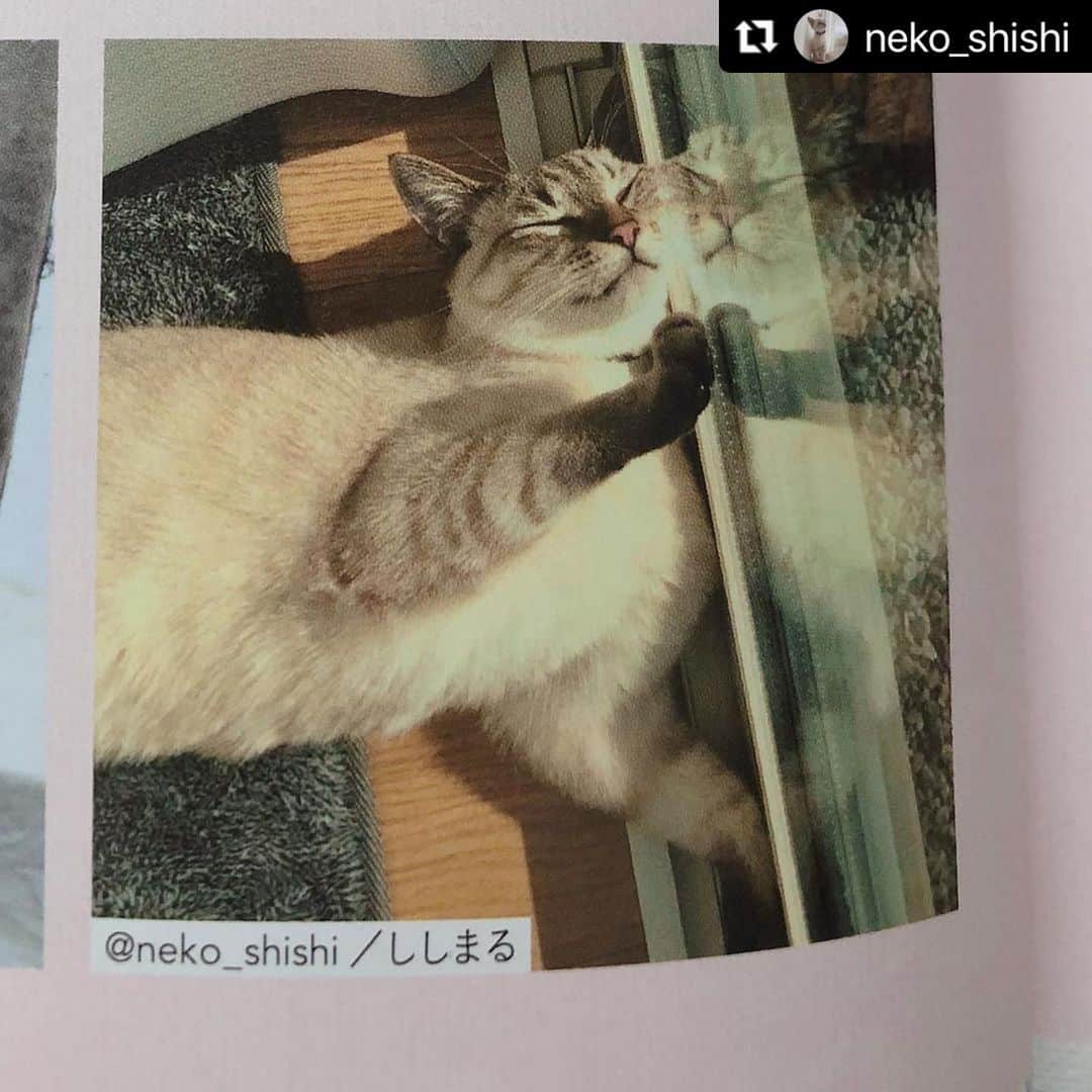 ねこさんのインスタグラム写真 - (ねこInstagram)「@neko_shishi さん、ありがとうございますっ😀👏🏻❤️ しっ、ししまる様チェック大丈夫でしたでしょうか…🥶💦⭐️ #Repost @neko_shishi with @make_repost ・・・ 2021.1.16 . . ねこに掲載して頂きました☺️ ありがとうございます😸 ししまるにも写真チェックしてもらいました。(無理矢理) . . @neko_magazine  . . #保護猫#ねこ#cat #もっとかっこいい写真あったでしょ #なぜ寝顔を #って思ってるかな #ねこは人を笑顔にする #ありがとうございます #雑誌掲載 #うれしいです #ししまる」1月18日 10時38分 - neko_magazine