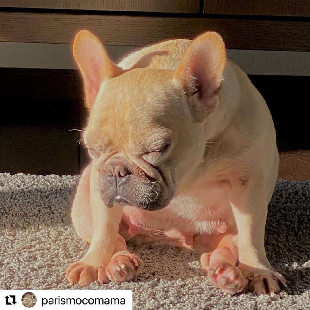 【公式】いぬのきもち・ねこのきもちのインスタグラム：「#Repost @parismocomama さんのモコちゃん。  日向ぼっこ☀️  もうすぐ 気持ちよく とろけちゃいそうだね😊  ハッシュタグ #いぬのきもち #ねこのきもち に投稿いただいた可愛い写真をご紹介しています！ 「いぬのきもちWEB　MAGAZINE」、「ねこのきもちWEB MAGAZINE」でもご紹介させていただくことも！  -------------------  .  #いぬ #いぬすたぐらむ #いぬのいる暮らし #いぬのきもち #いぬ好き #犬 #犬好きさんと繋がりたい #犬のいる生活 #犬と暮らす #犬好き #dog #dogsofinstagram #dogstagram  #フレンチブルドッグ　#ふれんちぶるどっぐ」