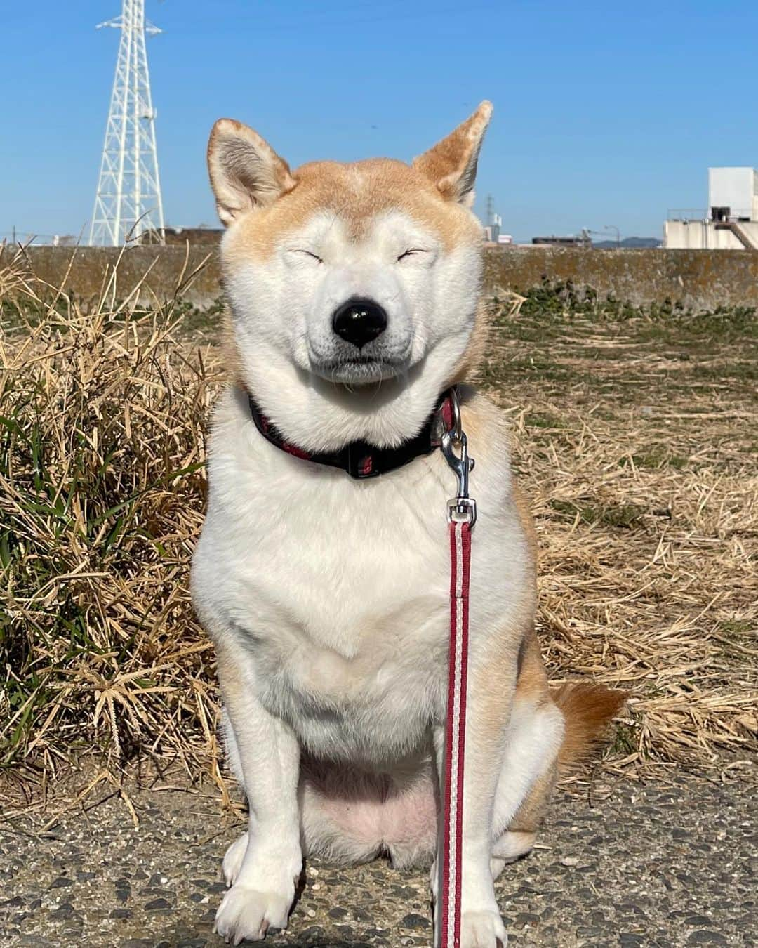 こなつさんのインスタグラム写真 - (こなつInstagram)「おはようございます♪  今日は、風も冷たくて、眩しいの〜😆」1月18日 10時54分 - makonatu