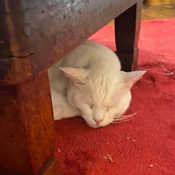 金巻ともこさんのインスタグラム写真 - (金巻ともこInstagram)「ホッカペハク  #cat #whitecat #白猫 #chatblanc #猫 #catstagram  #hakuchai」1月18日 10時59分 - tomotomoco