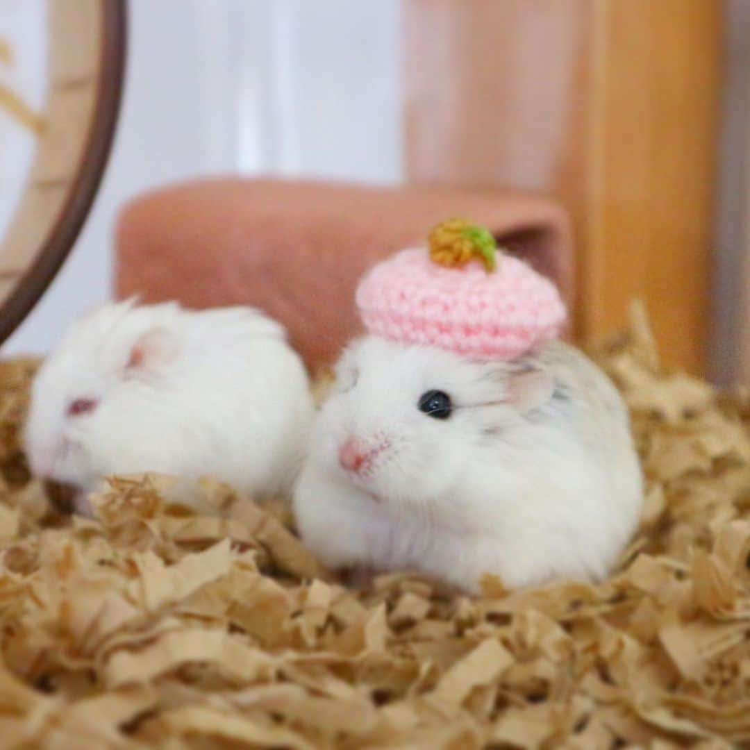 hamster_mocoのインスタグラム