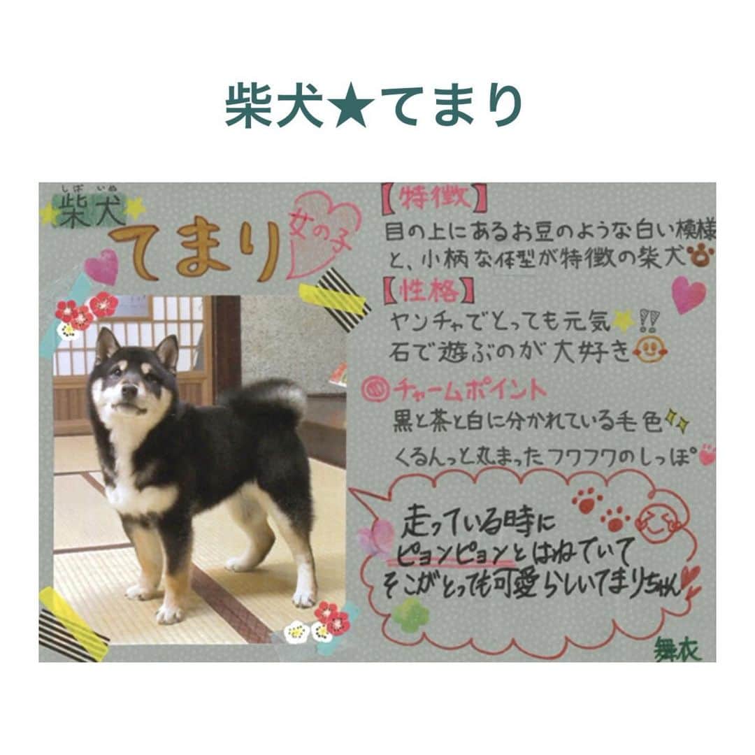藤岡弘、さんのインスタグラム写真 - (藤岡弘、Instagram)「⭐︎⭐︎  「ILOVEみんなのどうぶつ園」の ホームページ内に 「天然記念物！日本犬を育てる」 のページが新登場‼️  愛さん、真威人くん、 天音さん、舞衣さんの4人が かわいい子犬たちを 思い浮かべながら、  一生懸命時間をかけて、 愛情を込め、 手書きで書いた 日本犬たちの紹介🐕  名前や特徴を覚えて、 より一層、番組や、 番組公式YOUTUBEを、 楽しんでいきましょう❣️   @minnano_zoo_ntv   #藤岡弘、#天翔愛 #藤岡真威人 #天翔天音 #藤岡舞衣  #ILOVEみんなのどうぶつ園  #日本犬 #犬 #北海道犬 #秋田犬 #甲斐犬 #紀州犬 #柴犬 #四国犬 #HiroshiFujioka #AiTensho #MaitoFujioka #AmaneTensho #MaiFujioka #japanesedog #dog #love #hokkaido #akita #kai #kishu #shibainu #shiba #shikoku #japan」1月18日 20時25分 - hiroshi_fujioka_official