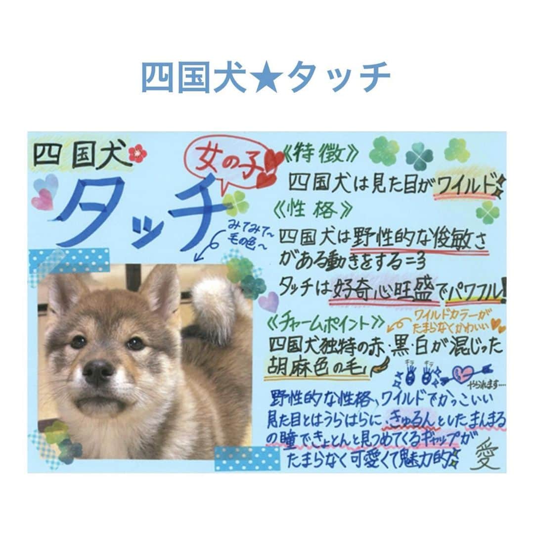 藤岡弘、さんのインスタグラム写真 - (藤岡弘、Instagram)「⭐︎⭐︎  「ILOVEみんなのどうぶつ園」の ホームページ内に 「天然記念物！日本犬を育てる」 のページが新登場‼️  愛さん、真威人くん、 天音さん、舞衣さんの4人が かわいい子犬たちを 思い浮かべながら、  一生懸命時間をかけて、 愛情を込め、 手書きで書いた 日本犬たちの紹介🐕  名前や特徴を覚えて、 より一層、番組や、 番組公式YOUTUBEを、 楽しんでいきましょう❣️   @minnano_zoo_ntv   #藤岡弘、#天翔愛 #藤岡真威人 #天翔天音 #藤岡舞衣  #ILOVEみんなのどうぶつ園  #日本犬 #犬 #北海道犬 #秋田犬 #甲斐犬 #紀州犬 #柴犬 #四国犬 #HiroshiFujioka #AiTensho #MaitoFujioka #AmaneTensho #MaiFujioka #japanesedog #dog #love #hokkaido #akita #kai #kishu #shibainu #shiba #shikoku #japan」1月18日 20時25分 - hiroshi_fujioka_official