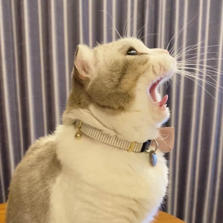 のインスタグラム：「. . ボヤきながらあくびするとは...🥱 . . #猫との暮らし #ねこのきもち #catlife  #catlover #catofinstagram #9gag #bestmeow #無敵の親バカ同盟  #りぷちんに届け元気玉  #サンデイ #ınstagood」
