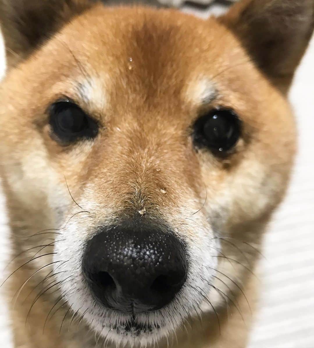 柴犬はなこ Shibainu Hanakoさんのインスタグラム写真 - (柴犬はなこ Shibainu HanakoInstagram)「お水飲むのが下手っぴさん😂💕🐶💦 #shiba #dog #shibainu #犬 #柴犬」1月18日 20時46分 - kiki_beee