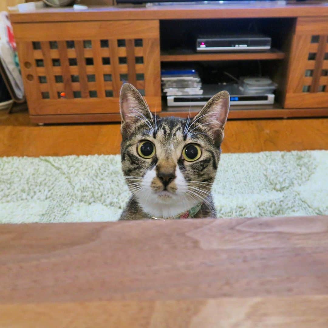 takegaeruのインスタグラム：「ひょっこりてんちゃん😄 #猫 #cat #よもねこ #よもぎねこ #キジトラ #きじとら」