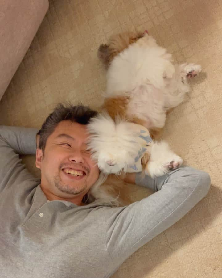 水嶋はちのインスタグラム：「💞🧔🏻🐶💞❷ 今夜もゴロゴロしているボクとパパ その2 * * #はち #HACHI #シーズー大好き部 #こんな状態でも右手を挙げて触ってアピール #パパが大大大好き #ママ笑いすぎ」