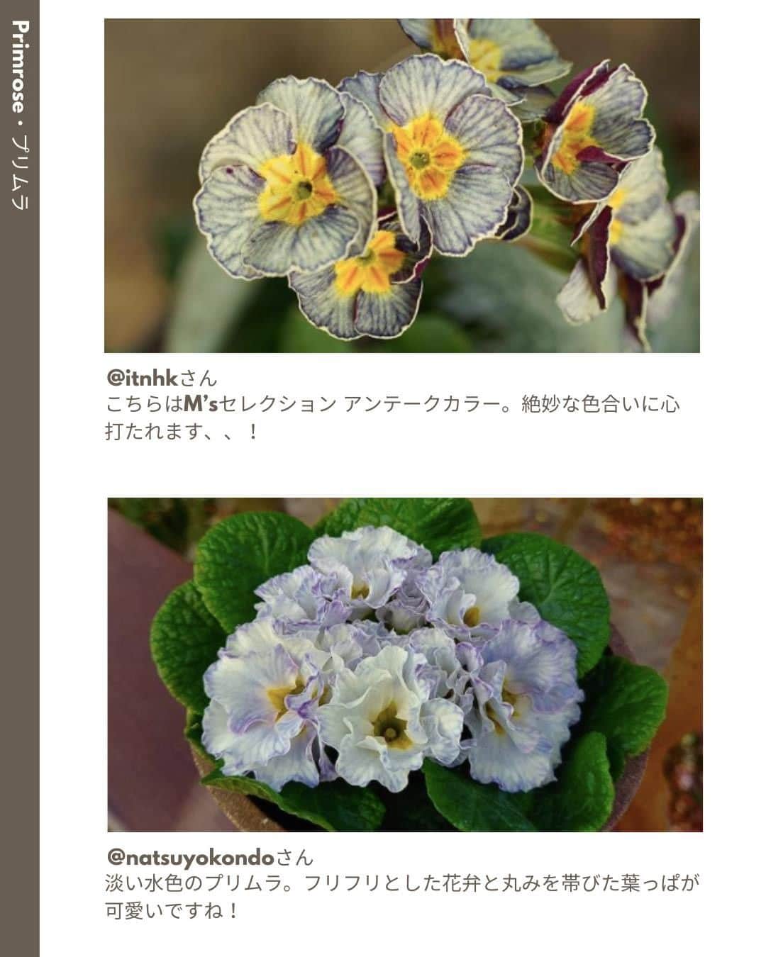 LOVEGREEN -植物と暮らしを豊かに。さんのインスタグラム写真 - (LOVEGREEN -植物と暮らしを豊かに。Instagram)「［1月🌷みんなのガーデニング］ . まだまだ寒い日が続く1月。先月に引き続き、防寒対策をしっかりと行いながら、この時期だからこそ楽しめる、花植物を育ててみませんか？ . 今回は1月の皆さんの冬越し対策や、お庭の花々を紹介します。 . 詳しくはプロフィール( @lovegreen_official )のURLよりチェック🌿 「みんなのガーデニング」から見てみてくださいね🌼 . ご協力ありがとうございました！ @kd_myhome  @masa._green  @a.kumi0921  @estar.margaret  @ciel_garden_kahotomo7  @ksks1113ksks  @itnhk  @natsuyokondo  @ruby_moca_garnet  @m30202riri  @akemikea33119  . 「みんなのガーデニング」では、季節の庭のお写真をご紹介しています。 . うちではこんなガーデニングをしています！こんな植物を育てています！という方は、LOVEGREENの公式インスタグラムアカウントをフォローして、ハッシュタグ「#みんなのガーデニング 」をつけて投稿してみませんか？もしかしたら、あなたの投稿がLOVEGREENの記事に掲載されるかも!? . #庭 #園芸 #ガーデニング゙ #ガーデン #庭のある暮らし #花 #花壇 #パンジー #ビオラ #クリスマスローズ #スノードロップ #キンセンカ #アネモネ #ラナンキュラス #花のある暮らし #植物 #植物のある暮らし #冬越し #ベランダガーデニング #家庭菜園 #ガーデニング初心者 #草花 #庭仕事 #庭の花 #植物のある生活 #植物と暮らす #暮らしを楽しむ #日々の暮らし #植物と暮らしを豊かに」1月18日 21時00分 - lovegreen_official